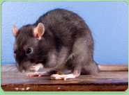rat control Audenshaw