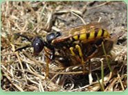 wasp control Audenshaw